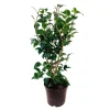 Truffaut Plantes De Terre De Bruyère | - Camellia 'Spring Formal':H 60/70 pot 7L