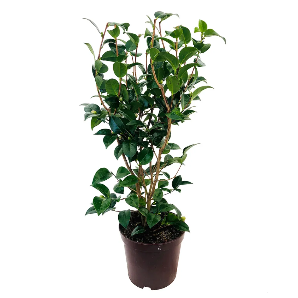 Truffaut Plantes De Terre De Bruyère | - Camellia 'Spring Formal':H 60/70 pot 7L