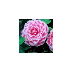 Truffaut - Camellia 'Tom Pouce' : H 40/50 cm, ctr 3 Litres Sale