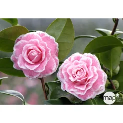 Truffaut - Camellia 'Tom Pouce' : H 40/50 cm, ctr 3 Litres Sale