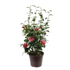 Truffaut Plantes De Terre De Bruyère | - Camellia x 'Volunteer':H 60/70 cm conteneur 7 litres