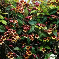 Truffaut Plantes Grimpantes | - Campsis capreolata: pot 3L