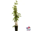 Truffaut - Campsis 'Mme Gallen': pot 6L Online