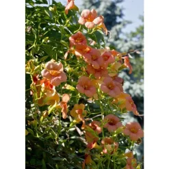 Truffaut Plantes Grimpantes | - Campsis radicans : conteneur 1.5 litres