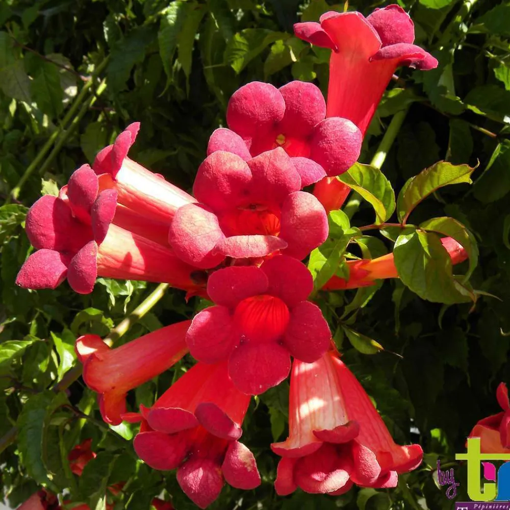Truffaut - Campsis 'Stromboli' : conteneur de 3 Litres. Clearance