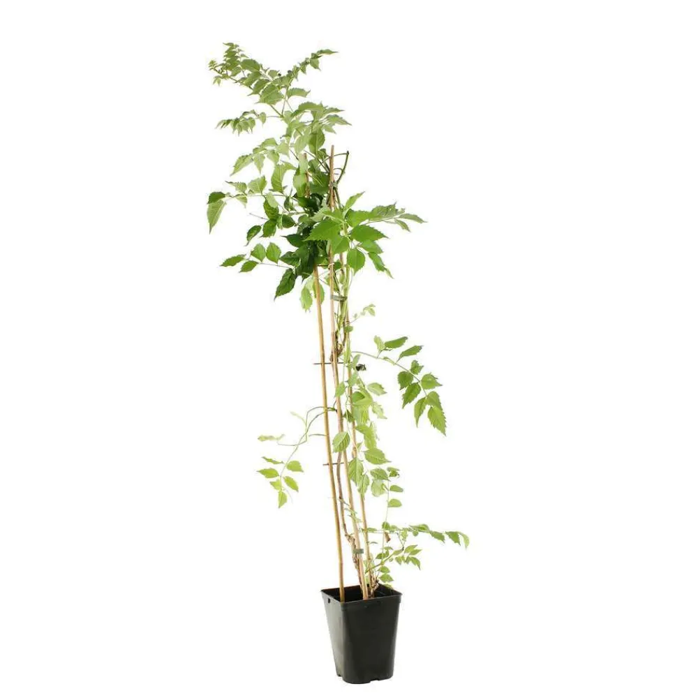 Truffaut - Campsis 'Stromboli' : conteneur de 3 Litres. Clearance