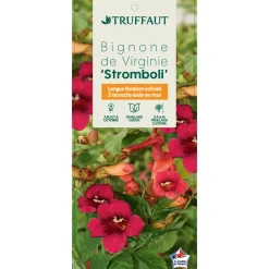 Truffaut - Campsis 'Stromboli' : conteneur de 3 Litres. Clearance