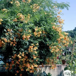 Truffaut Plantes Grimpantes | - Campsis Yellow Trumpett : ctr 3 litres