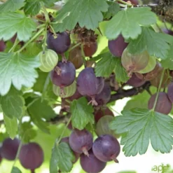 Truffaut Petits Fruits | - Caseille 'Josta' : pot de 5 litres