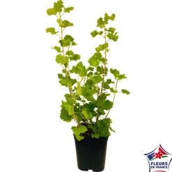 Truffaut Petits Fruits | - Caseille 'Josta' : pot de 5 litres