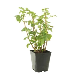 Truffaut Petits Fruits | - Cassissier 'Andega' : pot de 5 litres