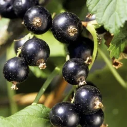 Truffaut Petits Fruits | - Cassissier 'Andega' : pot de 5 litres
