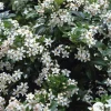 Truffaut - Choisya ternata: C 5L Clearance