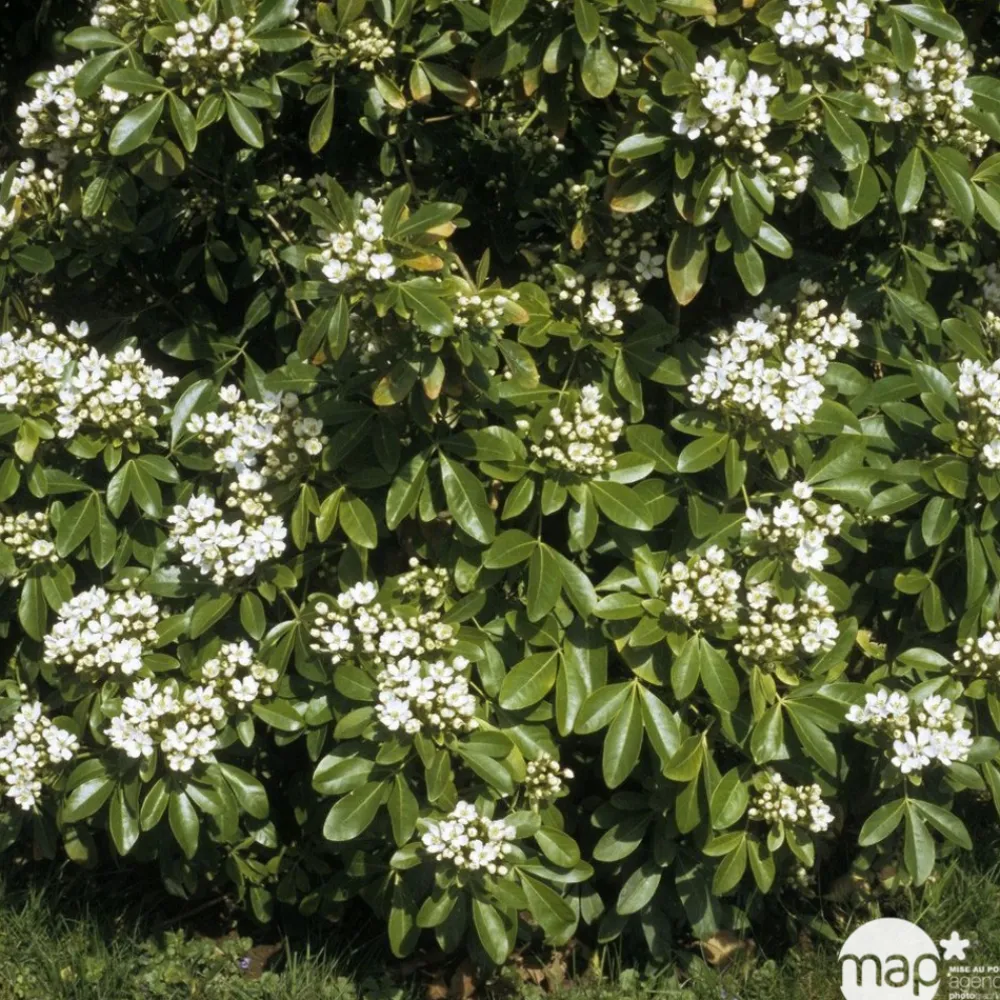 Truffaut - Choisya ternata: C 5L Clearance