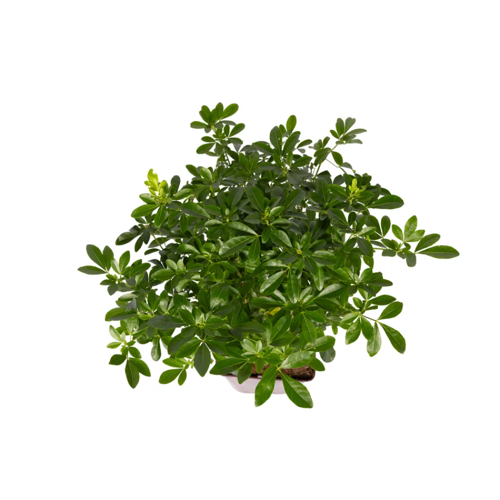 Truffaut - Choisya ternata: C 5L Clearance