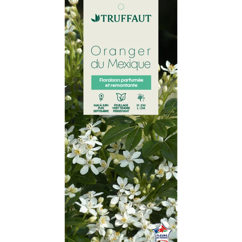 Truffaut - Choisya ternata: C 5L Clearance