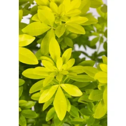 Truffaut - Choisya Ternata sundance H.30/40cm - Pot 5L