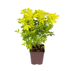 Truffaut - Choisya Ternata sundance H.30/40cm - Pot 5L