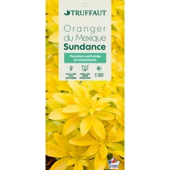 Truffaut - Choisya Ternata sundance H.30/40cm - Pot 5L