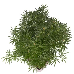 Truffaut - Choisya ternata ' White Dazzler' pot 5L New