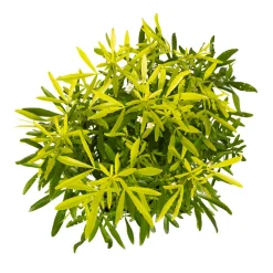 Truffaut - Choisya x 'Aztec Gold' - Pot 5L Clearance