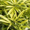 Truffaut Arbres Et Arbustes|Plantes De Haies | - Choisya x 'Aztec Gold':pot 7L MDD