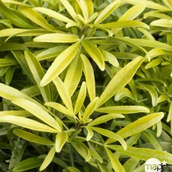 Truffaut Arbres Et Arbustes|Plantes De Haies | - Choisya x 'Aztec Gold':pot 7L MDD