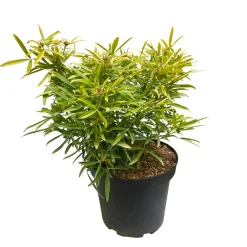 Truffaut Arbres Et Arbustes|Plantes De Haies | - Choisya x 'Aztec Gold':pot 7L MDD