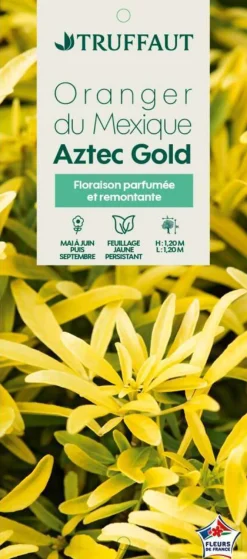 Truffaut Arbres Et Arbustes|Plantes De Haies | - Choisya x 'Aztec Gold':pot 7L MDD