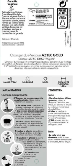 Truffaut Arbres Et Arbustes|Plantes De Haies | - Choisya x 'Aztec Gold':pot 7L MDD