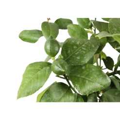 Truffaut - Citronnier, 1/4 Tige - Pot 4/5L Outlet