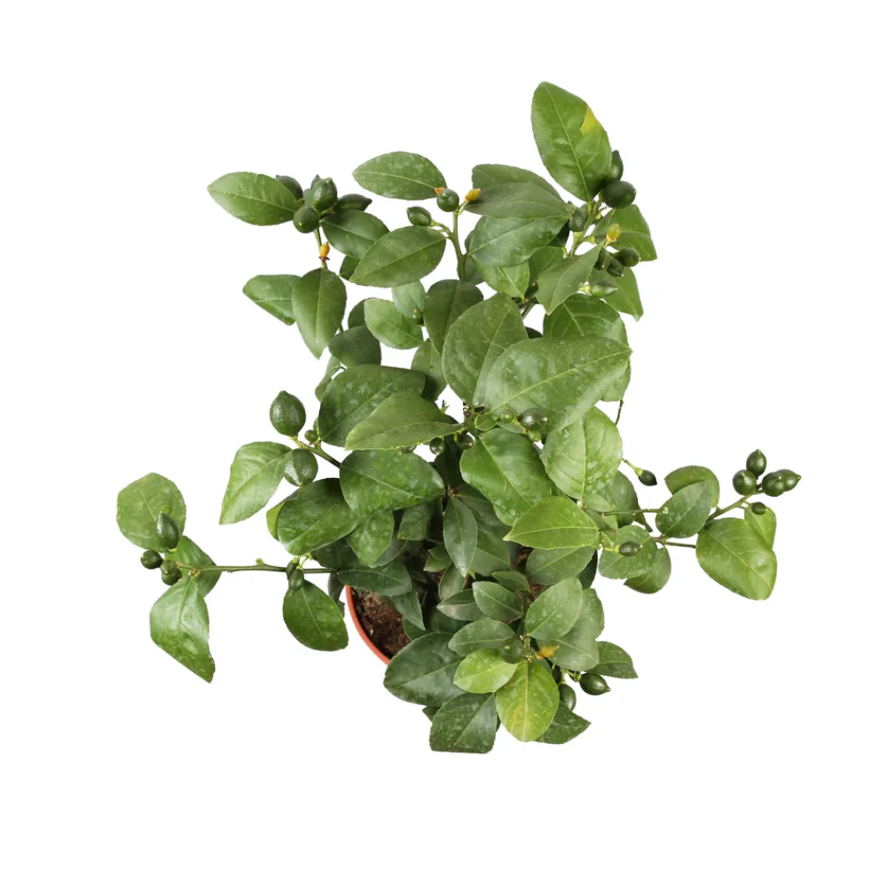 Truffaut - Citronnier, 1/4 Tige - Pot 4/5L Outlet