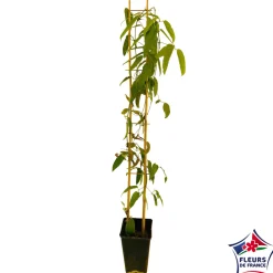 Truffaut Plantes Grimpantes | - Clematis armandii: ctr de 3 Litres