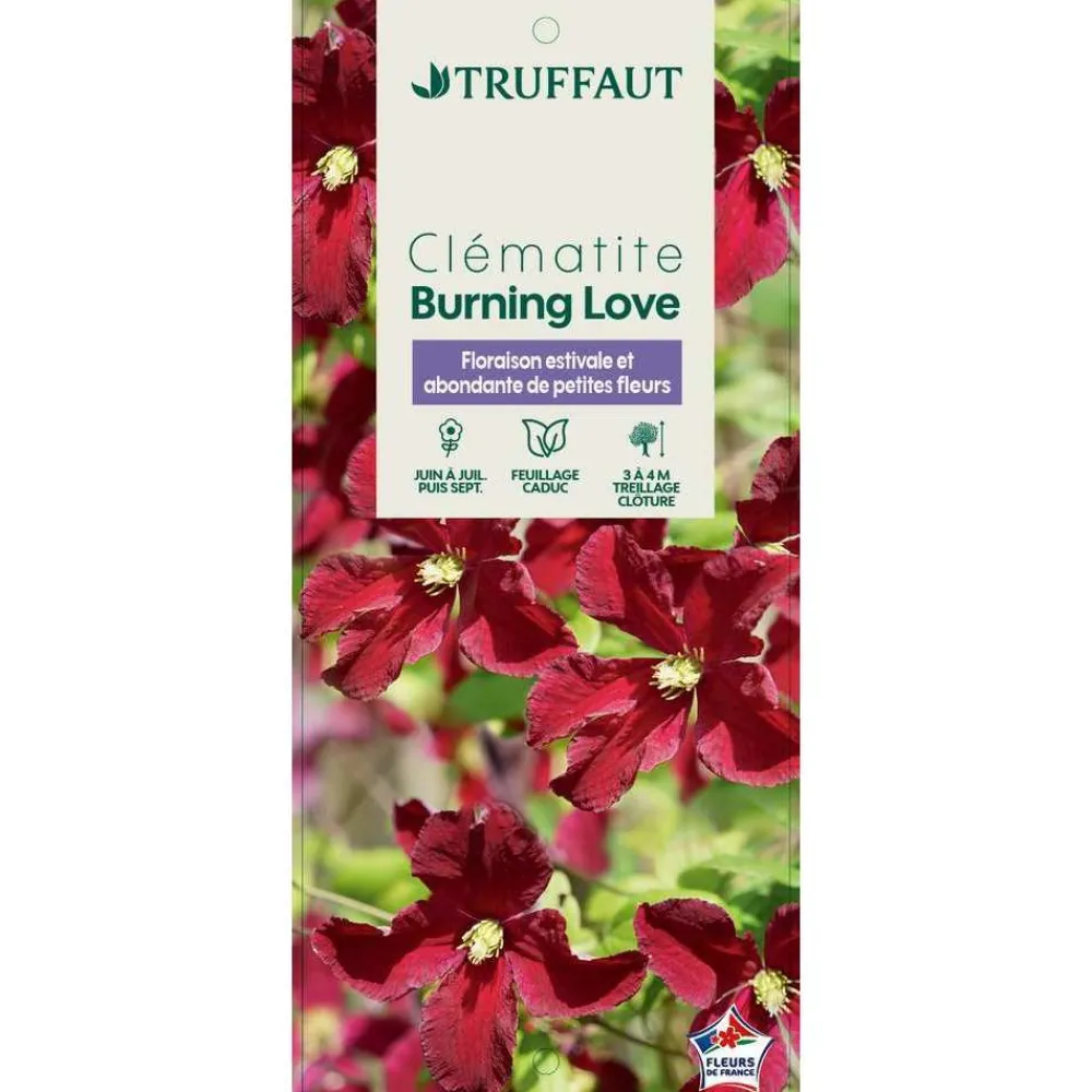 Truffaut - Clematis Burning Love' pot 3L Clearance