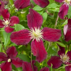 Truffaut - Clematis 'Burning Love':pot 6L Clearance