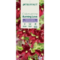 Truffaut - Clematis 'Burning Love':pot 6L Clearance