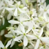 Truffaut - Clematis 'Enham Star': pot 3L Clearance