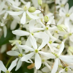 Truffaut - Clematis 'Enham Star': pot 3L Clearance