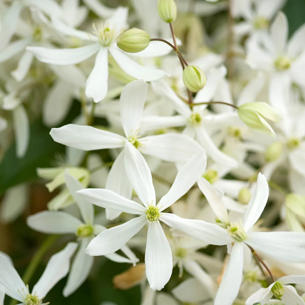 Truffaut - Clematis 'Enham Star': pot 3L Clearance