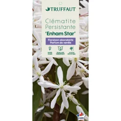 Truffaut - Clematis 'Enham Star': pot 3L Clearance