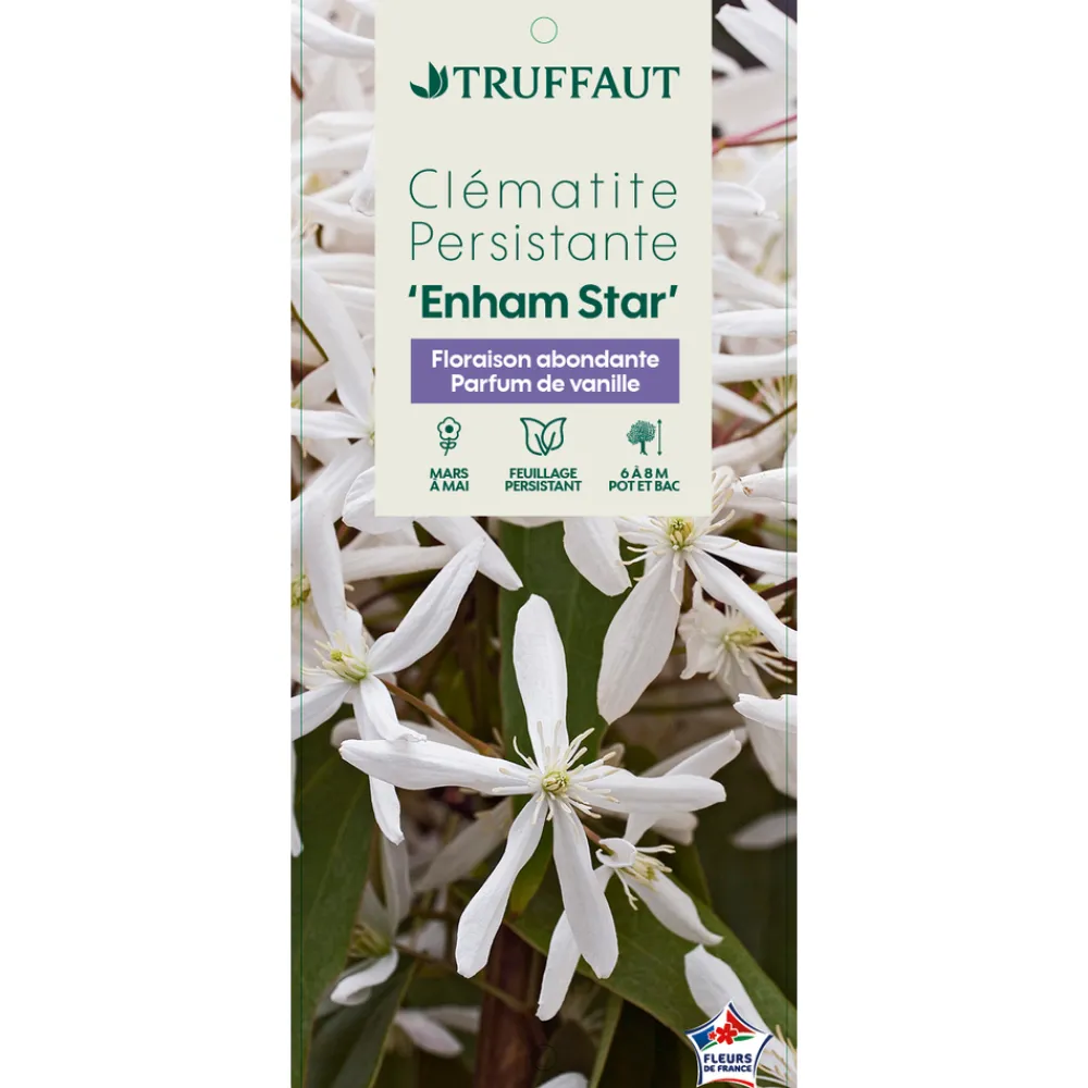 Truffaut - Clematis 'Enham Star': pot 3L Clearance