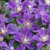 Truffaut - Clematis integrifolia 'Arabella': pot de 3L Hot
