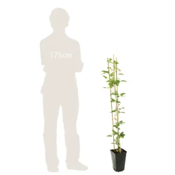Truffaut - Clematis integrifolia 'Arabella': pot de 3L Hot