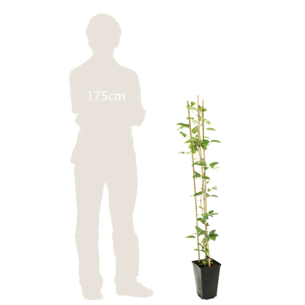 Truffaut - Clematis integrifolia 'Arabella': pot de 3L Hot