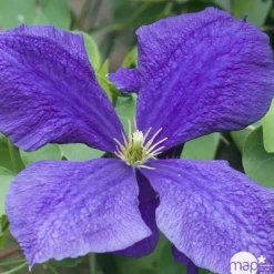 Truffaut Plantes Grimpantes | - Clematis Jackmanii : ctr de 3 Litres