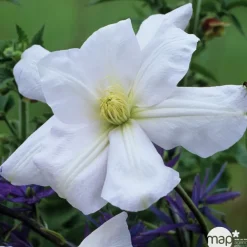 Truffaut Plantes Grimpantes | - Clematis Madame Lecoultre : ctr 1.5L