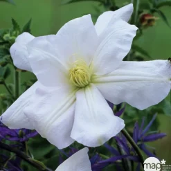Truffaut Plantes Grimpantes | - Clematis Madame Lecoultre : ctr de 3 Litres