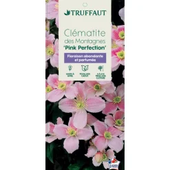 Truffaut - Clematis montana 'Pink Perfection': pot 6L Best