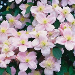 Truffaut - Clematis montana 'Pink Perfection': pot 6L Best