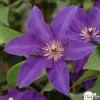 Truffaut Plantes Grimpantes | - Clematis ' The President ': conteneur 3 litres